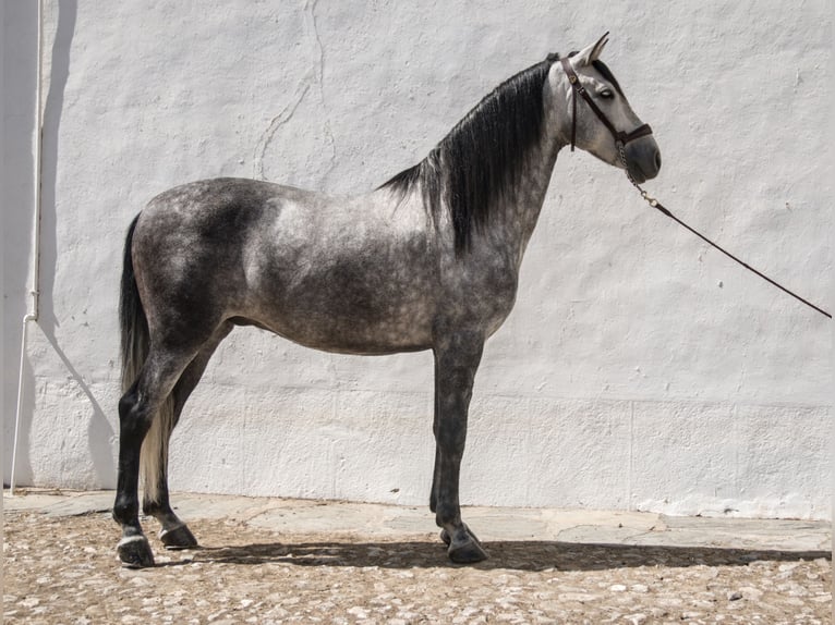 PRE Mix Castrone 7 Anni  in Extremadura
