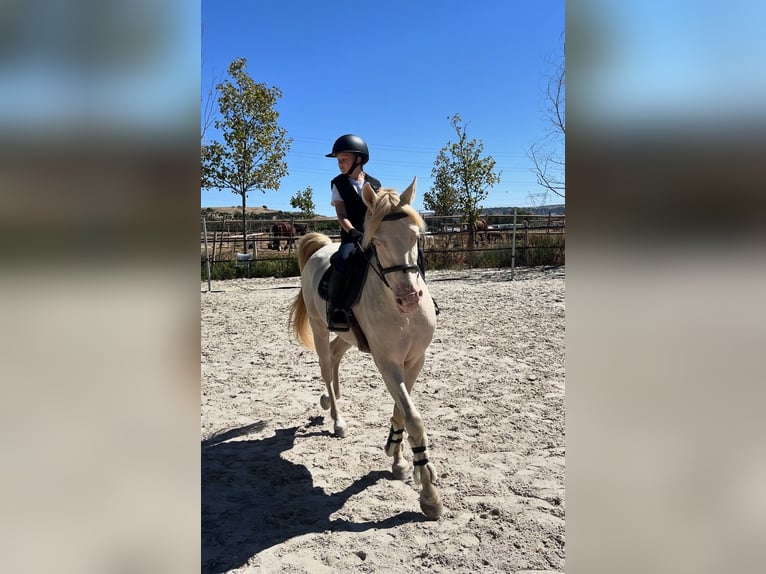 PRE Castrone 8 Anni 154 cm Cremello in Alcobendas