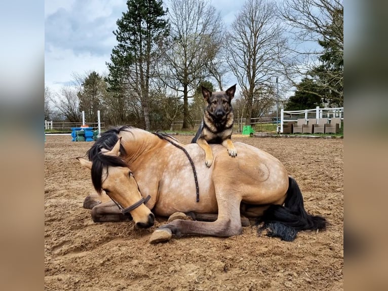 PRE Castrone 8 Anni 156 cm Falbo in Mönchsroth