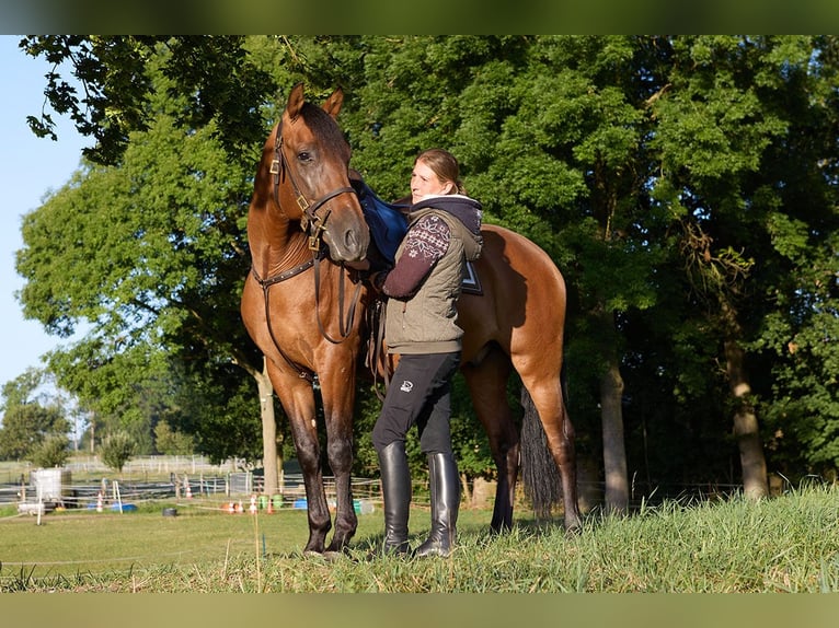 PRE Castrone 8 Anni 160 cm Baio in Teldau