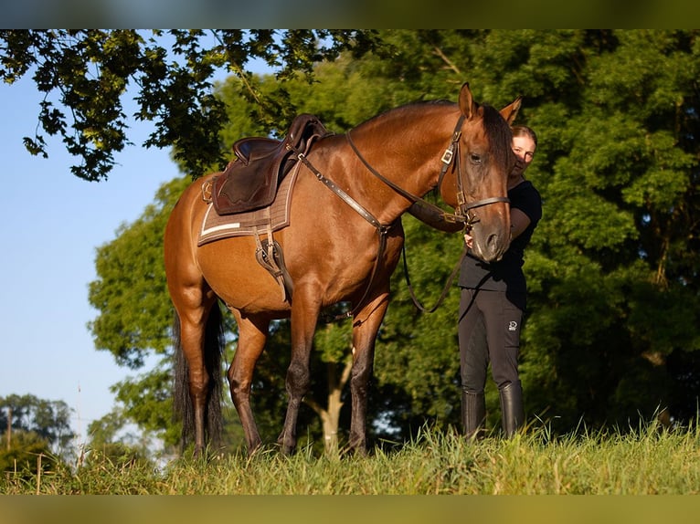PRE Castrone 8 Anni 160 cm Baio in Teldau