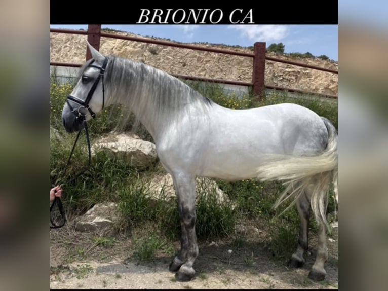 PRE Castrone 8 Anni 160 cm Grigio in Fuendetodos