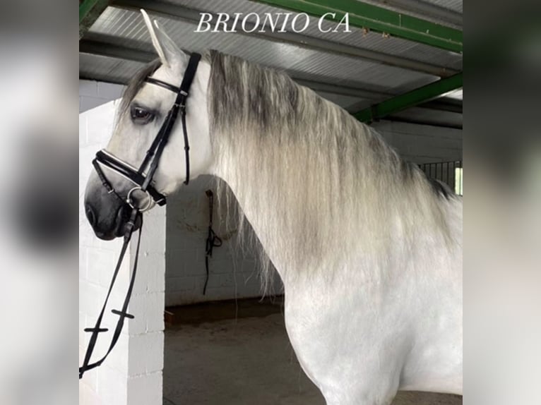 PRE Castrone 8 Anni 160 cm Grigio in Fuendetodos