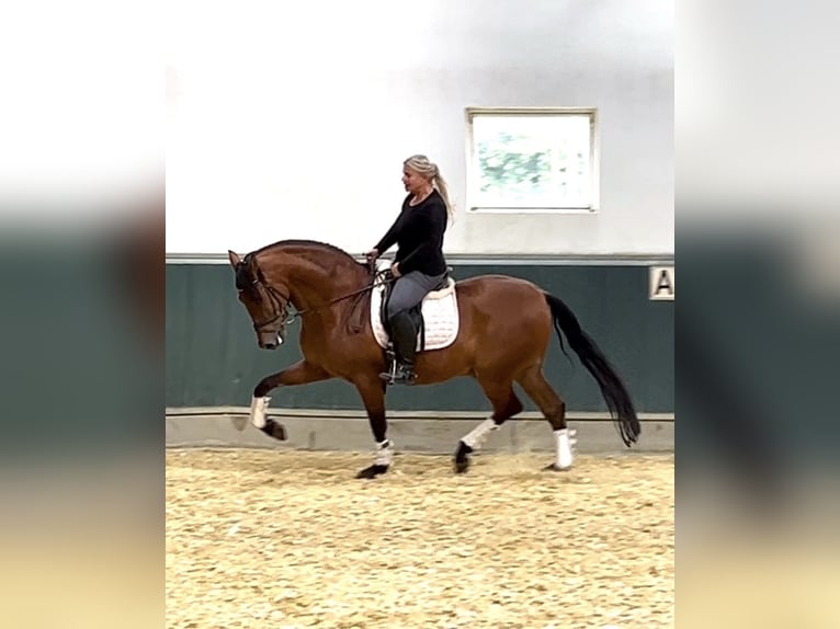 PRE Castrone 8 Anni 161 cm Baio in Niederkr&#xFC;chten
