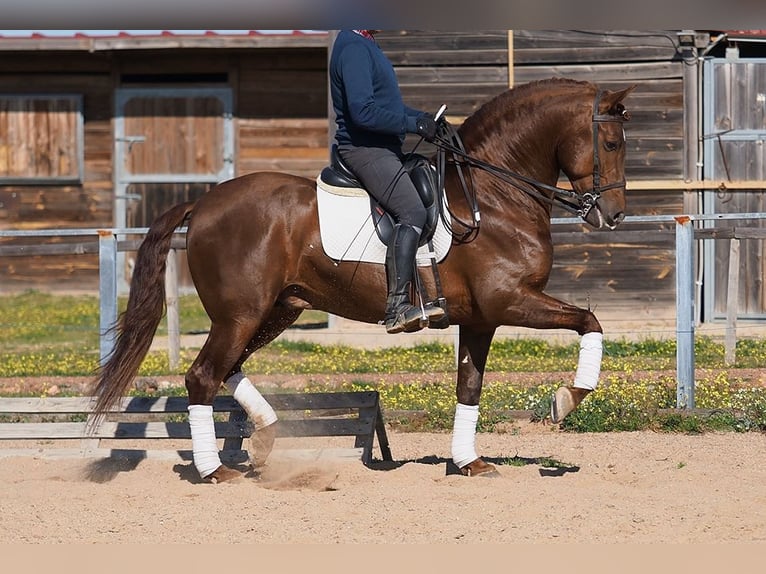 PRE Castrone 8 Anni 161 cm Sauro in Korneuburg