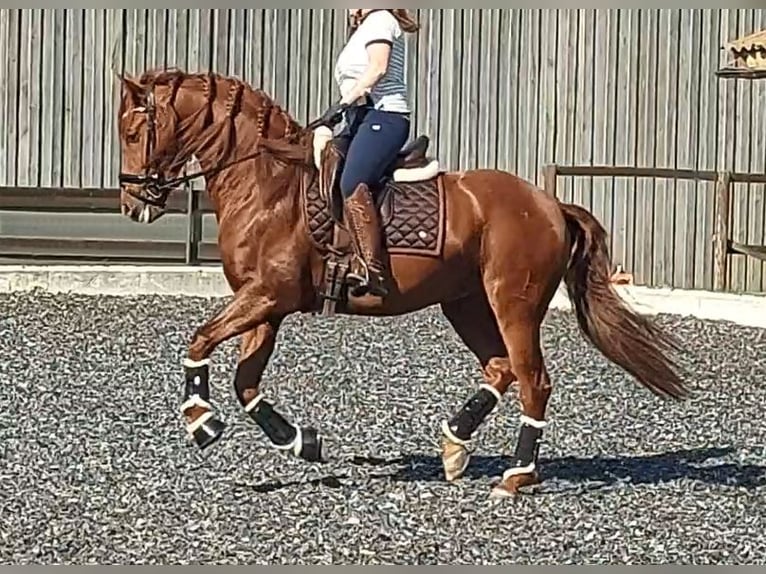 PRE Castrone 8 Anni 161 cm Sauro in Korneuburg