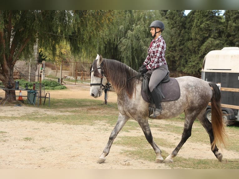 PRE Castrone 8 Anni 162 cm Grigio in Castello D'Empuries