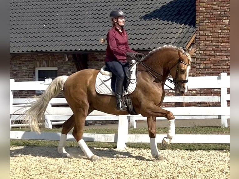 PRE Mix Castrone 8 Anni 162 cm Palomino in Niederkrüchten