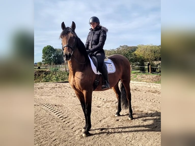 PRE Castrone 8 Anni 163 cm Baio in Karlshuld