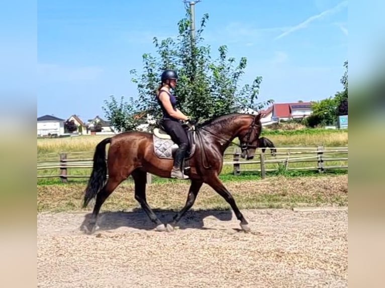 PRE Mix Castrone 8 Anni 163 cm Baio in Karlshuld