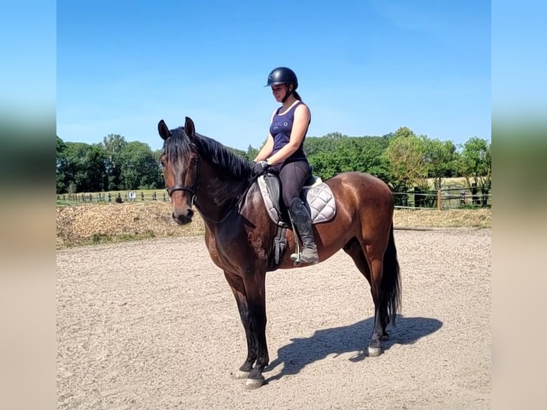 PRE Mix Castrone 8 Anni 163 cm Baio in Karlshuld