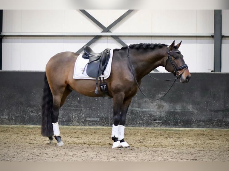 PRE Castrone 8 Anni 164 cm Baio in Sm