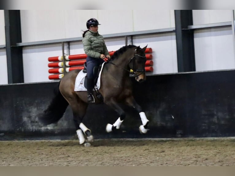 PRE Castrone 8 Anni 164 cm Baio in Sm