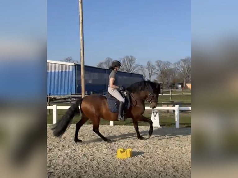 PRE Mix Castrone 8 Anni 164 cm Baio in Thedinghausen