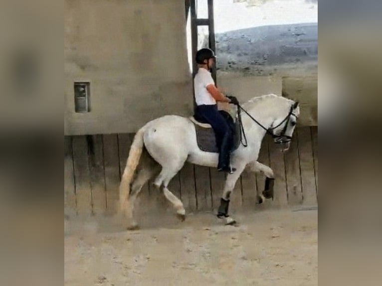 PRE Mix Castrone 8 Anni 164 cm Grigio in Mannheim