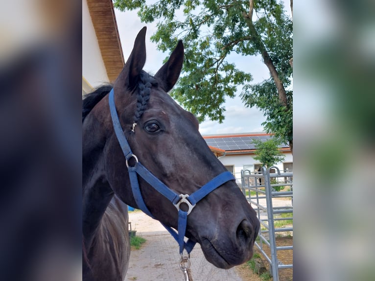 PRE Castrone 8 Anni 164 cm Morello in Garching bei München