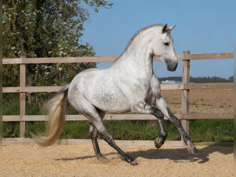 PRE Castrone 8 Anni 165 cm Grigio in Münchsteinach