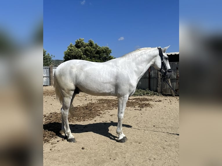 PRE Castrone 8 Anni 166 cm Grigio in Las Piñas