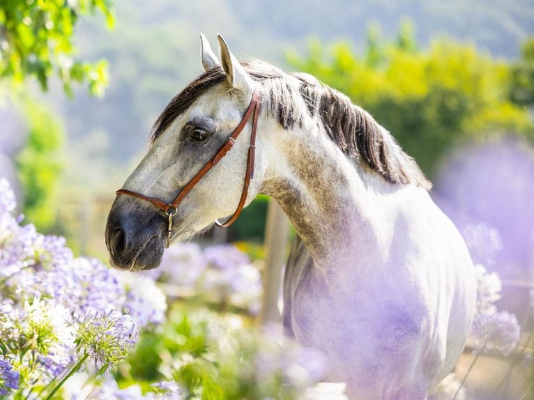 PRE Mix Castrone 8 Anni 167 cm Grigio in Navas Del Madroño