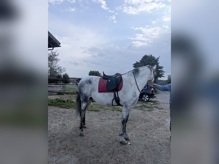 PRE Mix Castrone 8 Anni 167 cm Grigio pezzato in Koppl
