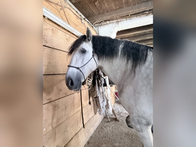 PRE Mix Castrone 8 Anni 167 cm Grigio pezzato in Koppl