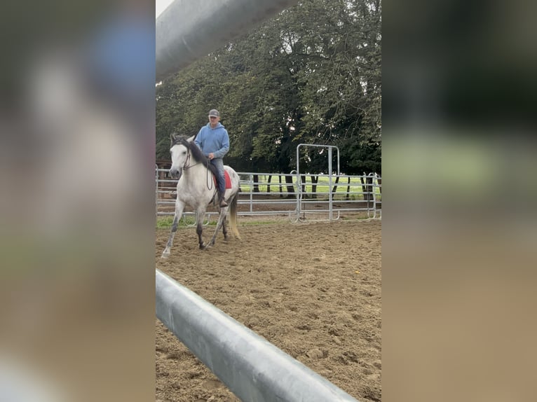 PRE Mix Castrone 8 Anni 167 cm Grigio pezzato in Koppl