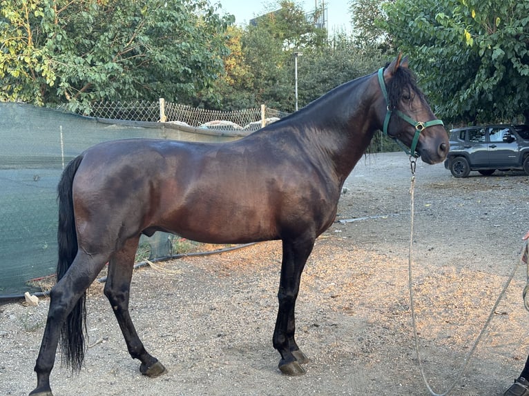 PRE Castrone 8 Anni 168 cm Baio in Salt, Girona