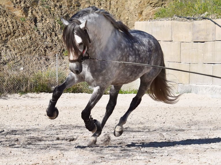 PRE Castrone 8 Anni 168 cm Grigio in Provinz Malaga