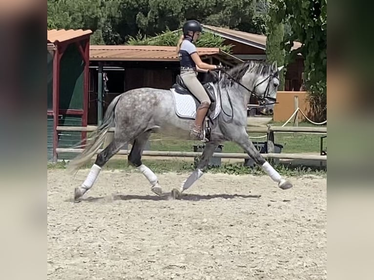 PRE Castrone 8 Anni 168 cm Grigio pezzato in Ullastrell