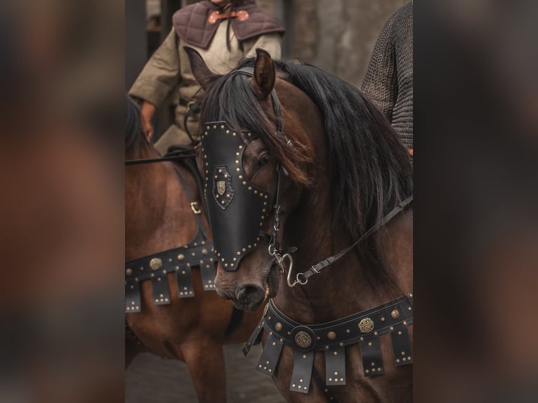 PRE Castrone 8 Anni 169 cm Baio scuro in Santok