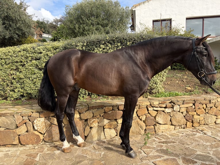 PRE Mix Castrone 8 Anni 170 cm Baio scuro in Campo De Camara (Almogia)