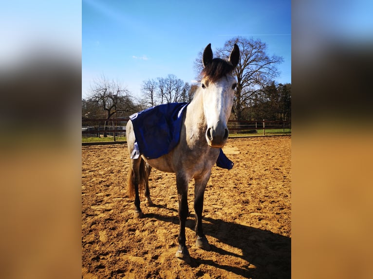 PRE Mix Castrone 8 Anni 170 cm Grigio trotinato in Dinkelsbühl