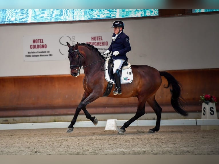 PRE Castrone 8 Anni 172 cm Baio in Mornico al serio (BG)