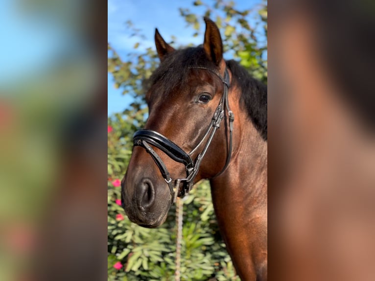 PRE Castrone 8 Anni 172 cm Baio in Mornico al serio (BG)