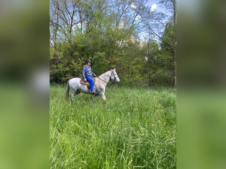 PRE Mix Castrone 8 Anni 172 cm Grigio in Borken