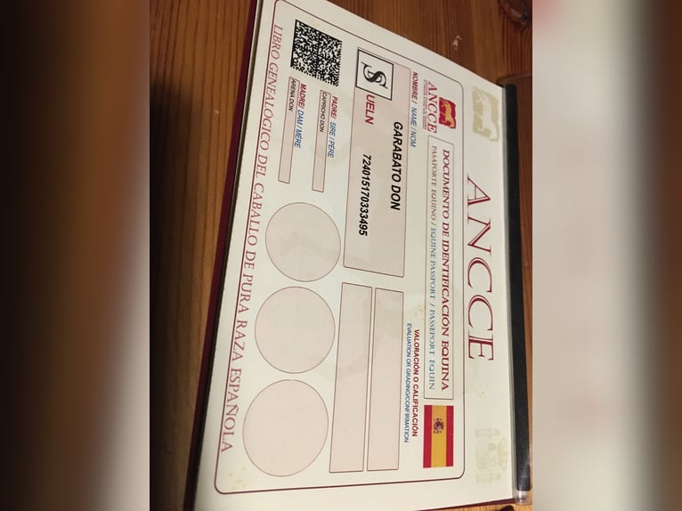 PRE Castrone 8 Anni 172 cm Grigio in M&#xFC;llendorf