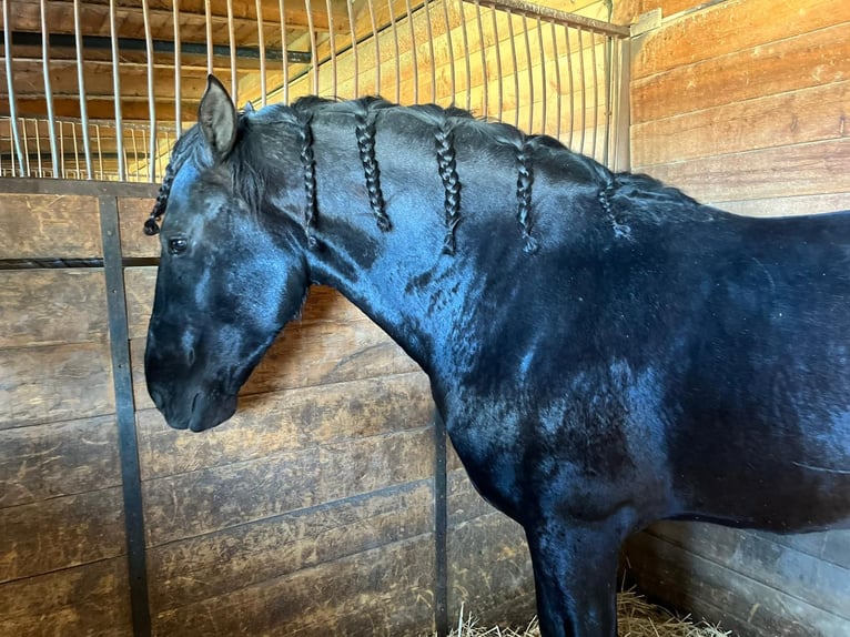 PRE Mix Castrone 8 Anni 178 cm Morello in Almorox