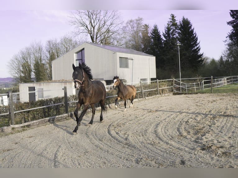 PRE Mix Castrone 9 Anni 155 cm Baio in Amlikon-Bissegg
