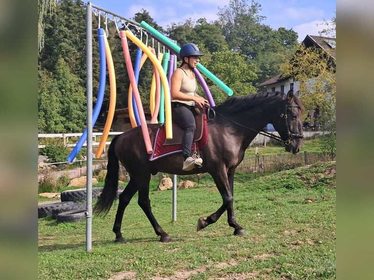 PRE Mix Castrone 9 Anni 157 cm Baio nero in Bayerbach