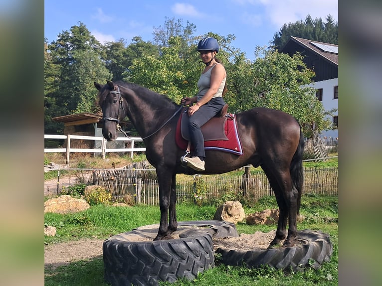PRE Mix Castrone 9 Anni 157 cm Baio nero in Bayerbach