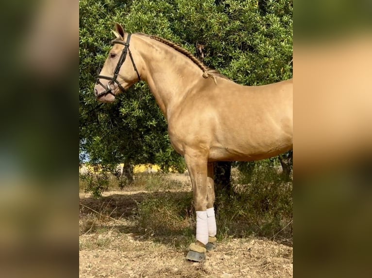 PRE Mix Castrone 9 Anni 159 cm Champagne in Bad Lauterberg im Harz