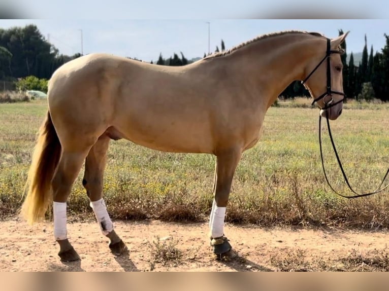PRE Mix Castrone 9 Anni 159 cm Champagne in Bad Lauterberg im Harz