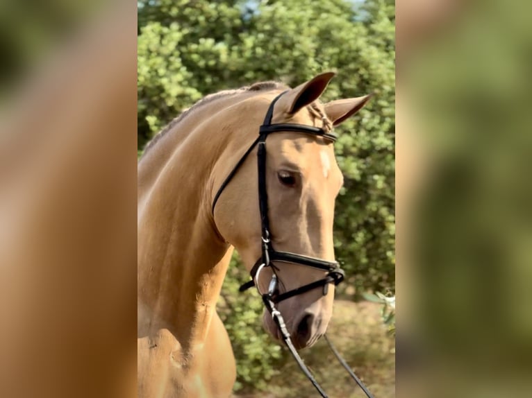 PRE Mix Castrone 9 Anni 159 cm Champagne in Bad Lauterberg im Harz