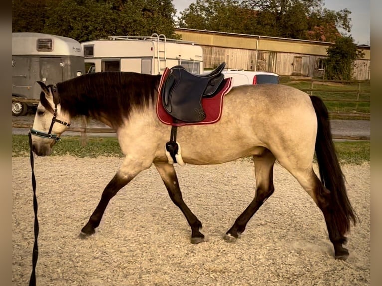PRE Castrone 9 Anni 163 cm Falbo in Zug