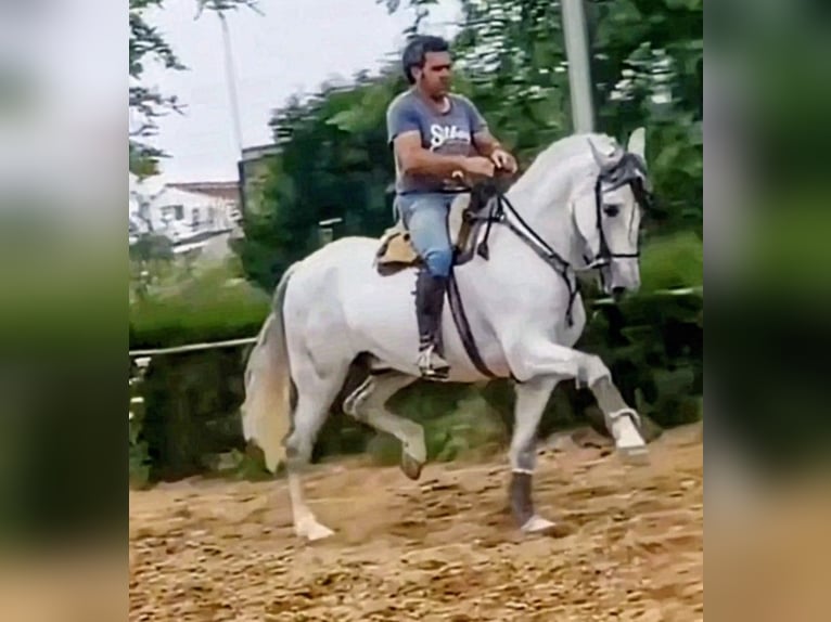 PRE Mix Castrone 9 Anni 163 cm Grigio pezzato in Sevilla