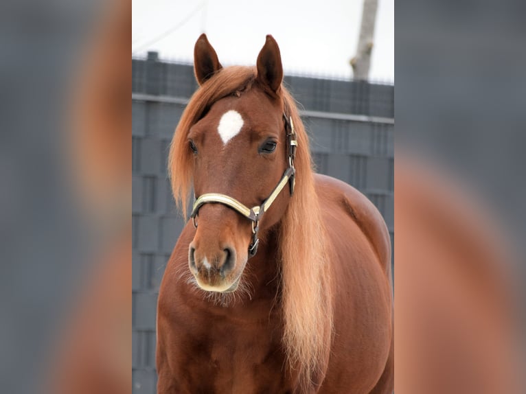 PRE Mix Castrone 9 Anni 163 cm Sauro in Stadthagen