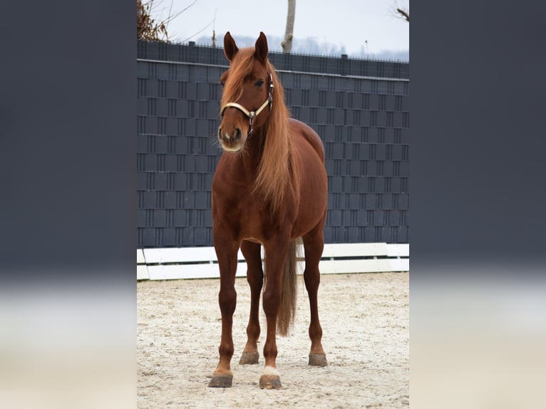 PRE Mix Castrone 9 Anni 163 cm Sauro in Stadthagen