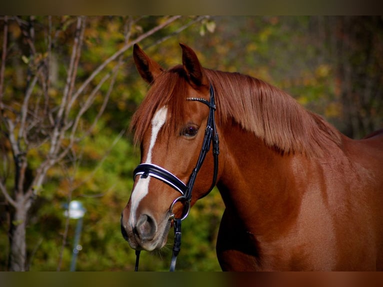 PRE Mix Castrone 9 Anni 163 cm Sauro in Fernitz