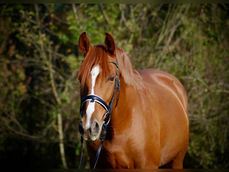 PRE Mix Castrone 9 Anni 163 cm Sauro in Fernitz