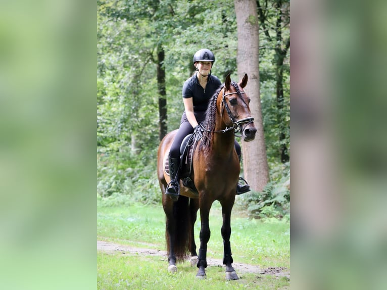 PRE Castrone 9 Anni 164 cm Baio in Sm